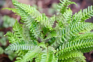 Deer fern Struthiopteris spicant, green leaves photo